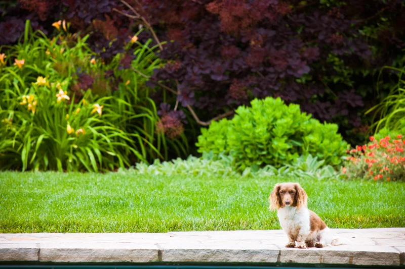 pet-photographer-santa-barbara-amc-4