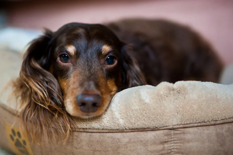 pet-photographer-santa-barbara-amc-5