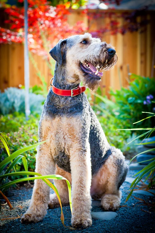 Such a happy pup, he was nothing but smiles.