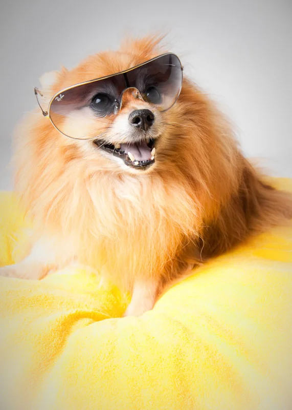 santa-barbara-pet-photographer-3
