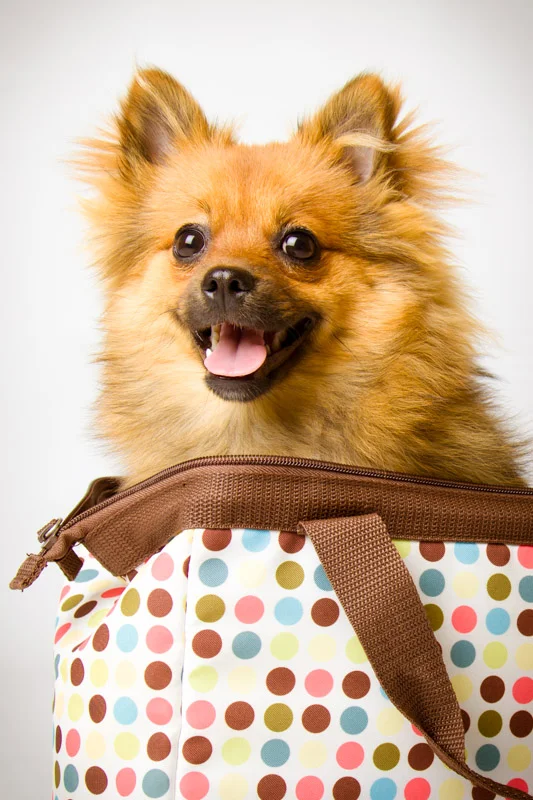 santa-barbara-pet-photographer-5