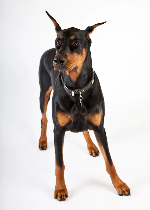 santa-barbara-pet-photographer-chip-2