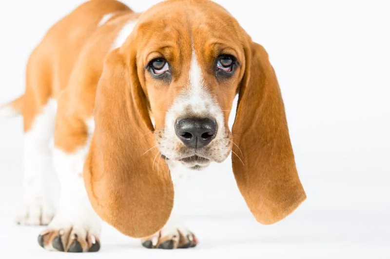 santa-barbara-pet-photographer-daisy-2