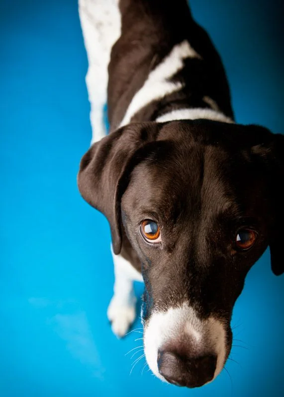 santa-barbara-pet-photographer-emma-1