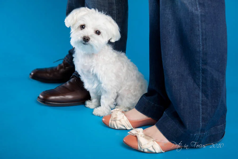 santa-barbara-pet-photographer-euro-3