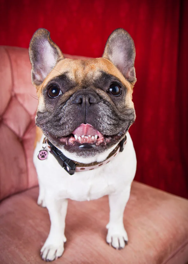 santa-barbara-pet-photography-1