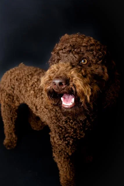 A Cutie Named Jaspar