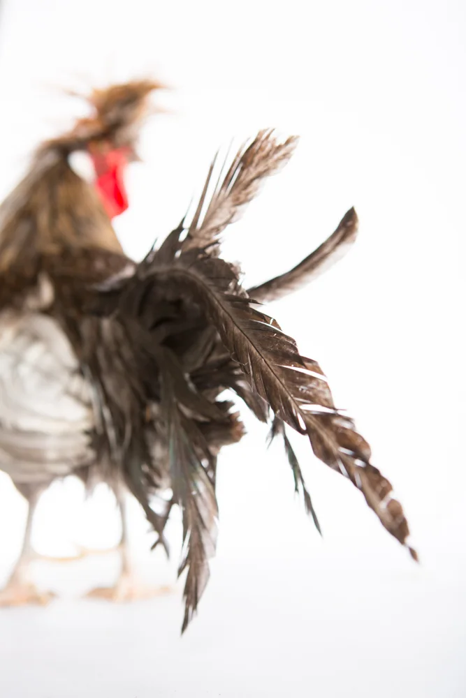 Lucy Carleton- chickens-314.jpg