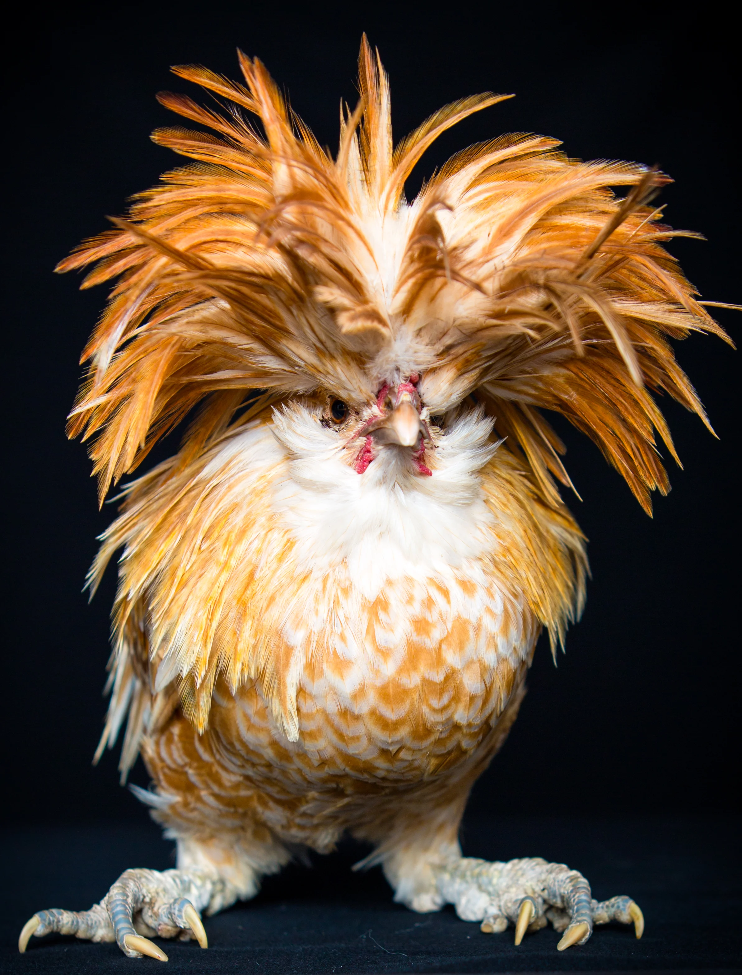 Lucy Carleton- chickens-452.jpg
