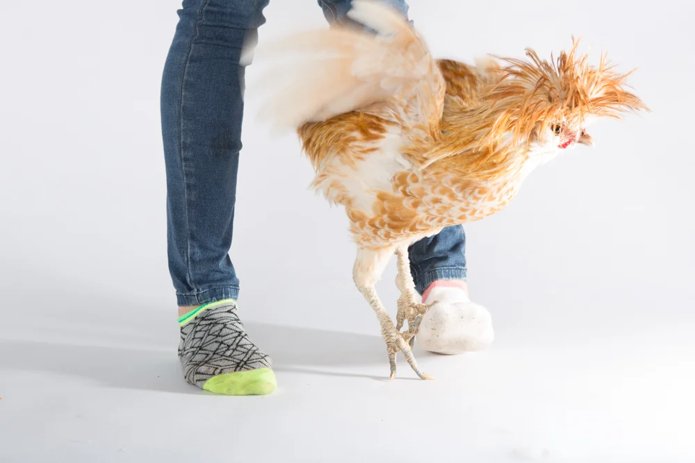 Lucy Carleton- chickens-513.jpg