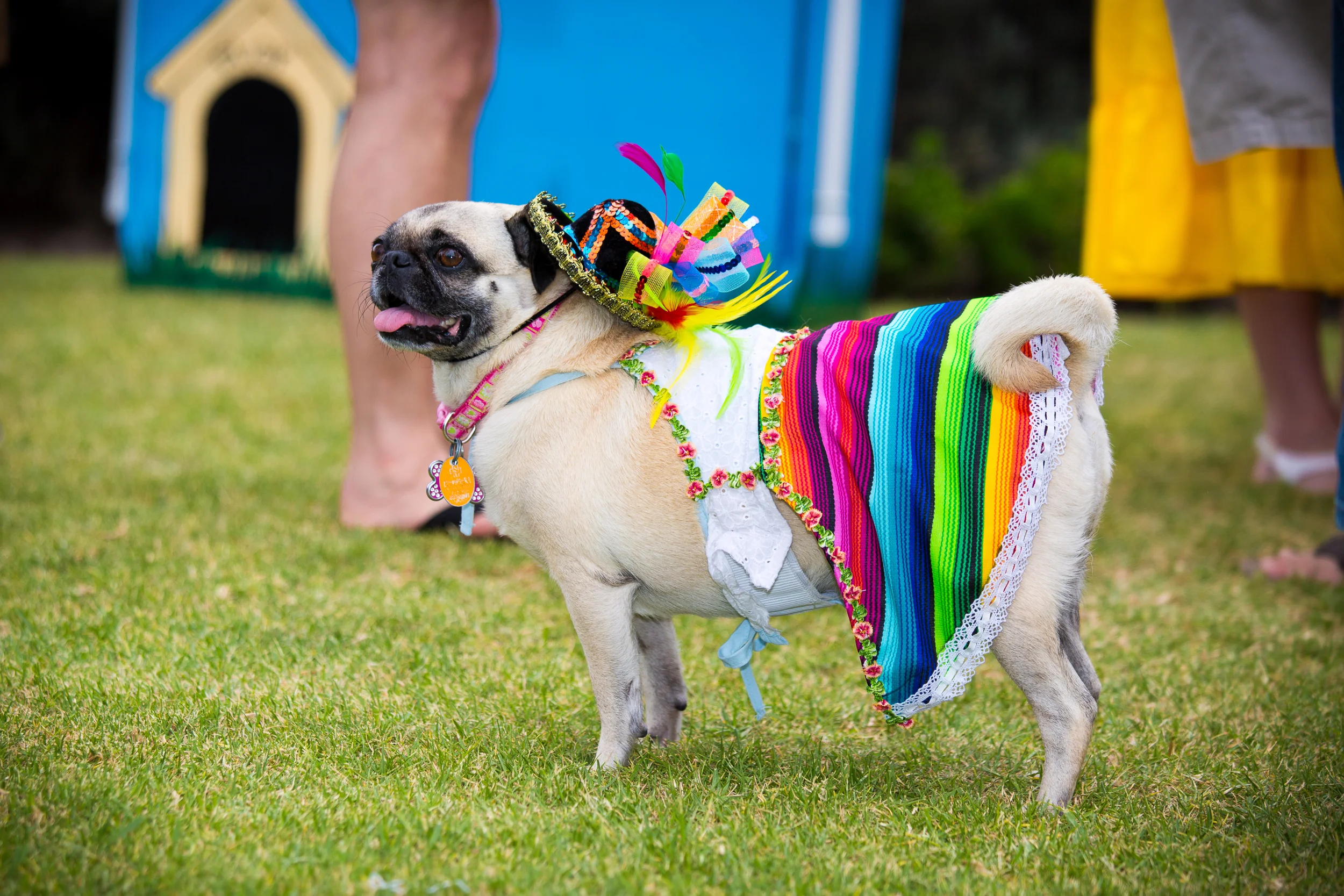 Pugaritaville 2014-429-2.jpg