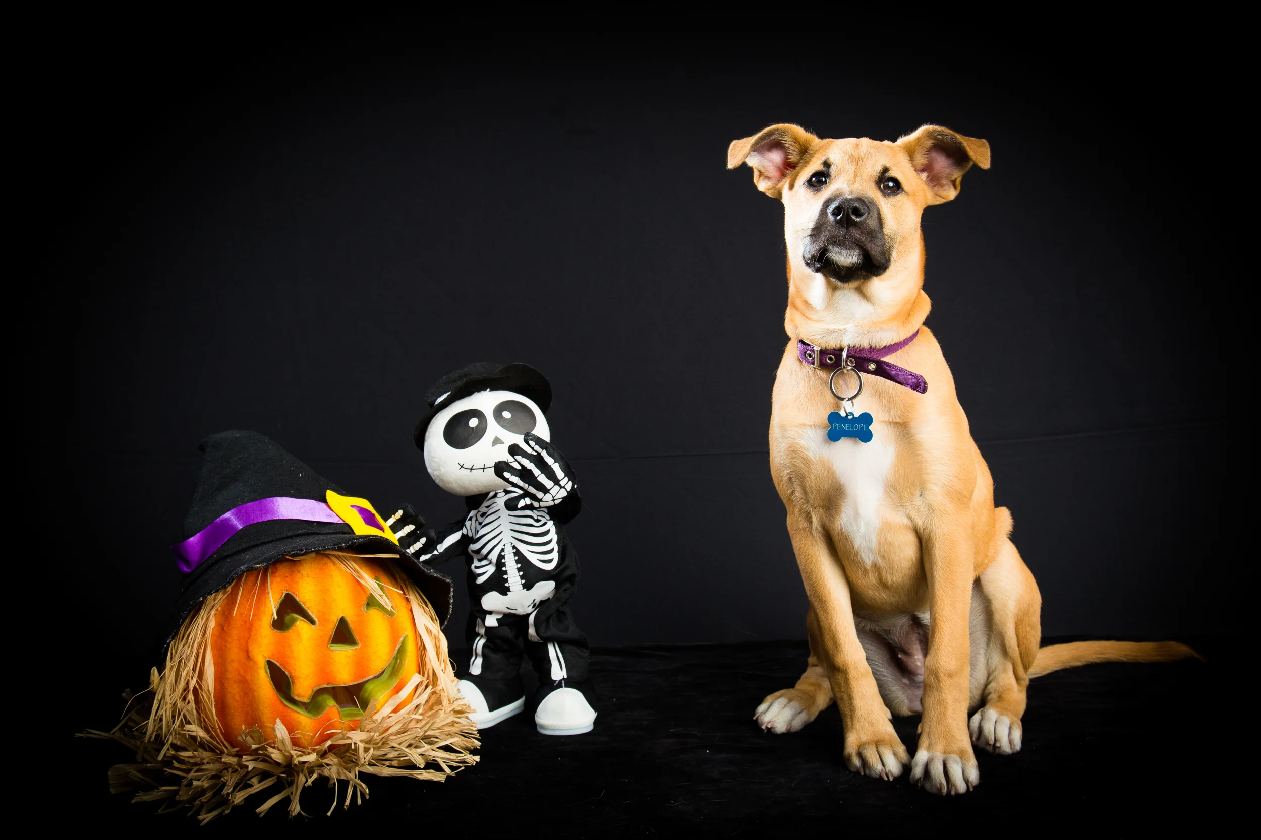 Pawtrero Halloween 2013-41-2.jpg