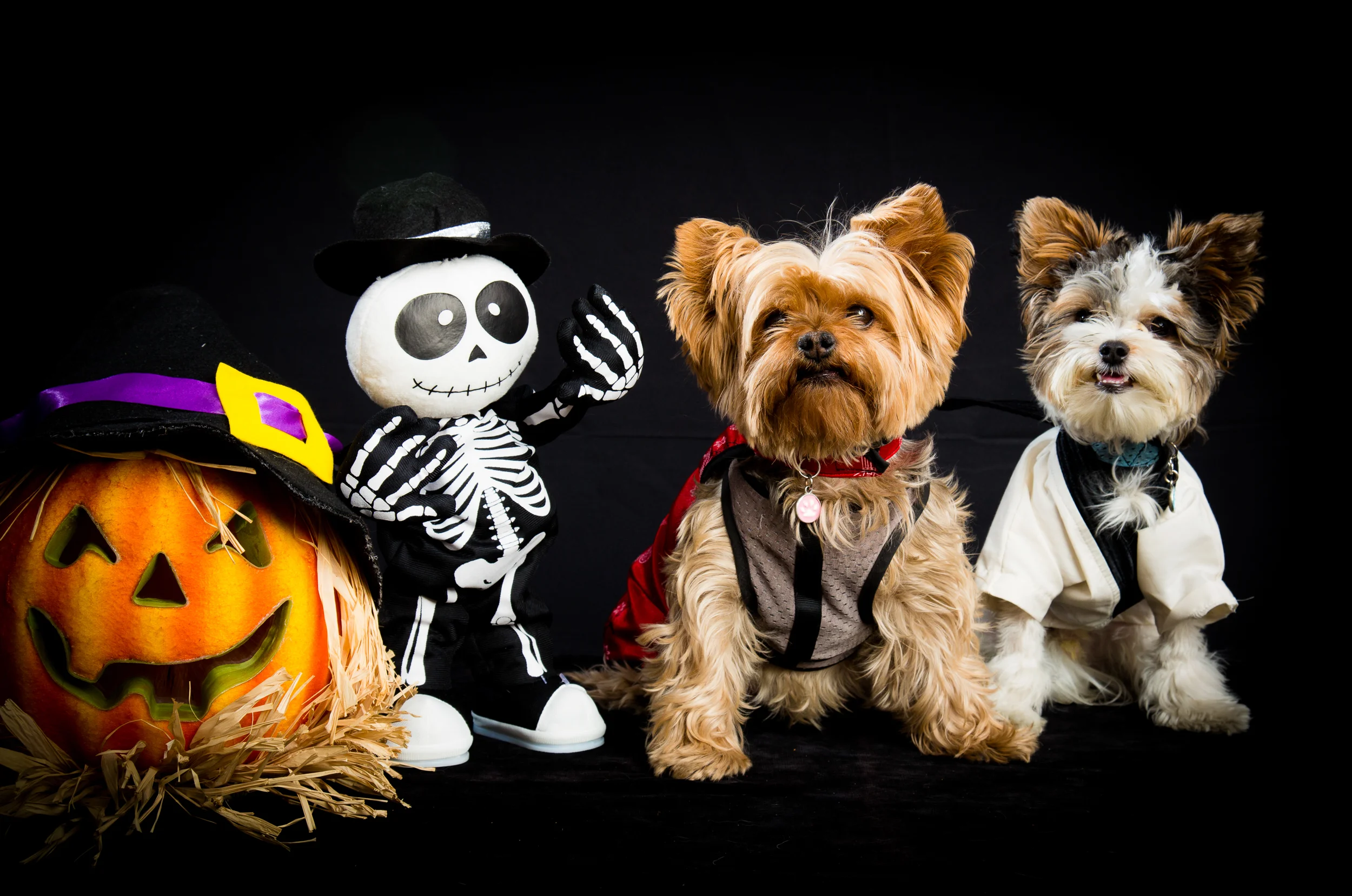 Pawtrero Halloween 2013-129-2.jpg