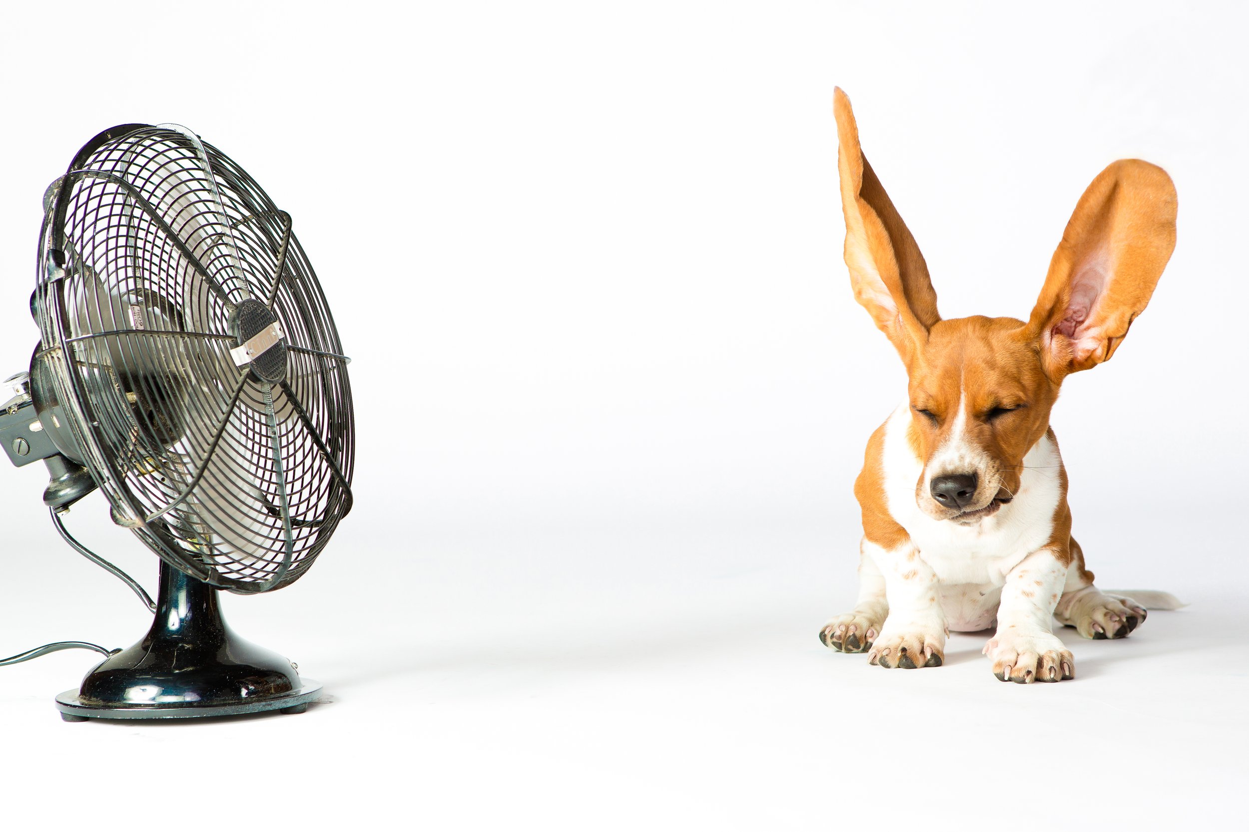 The Pet Narrative- Daisy Bassett puppy-1.jpg