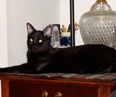  Hunter