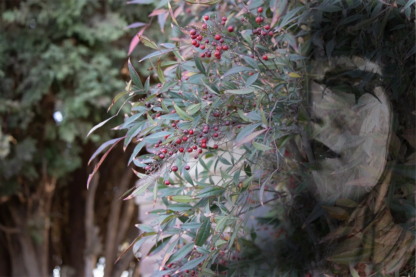 weathersbridgette_31700_5393491_Bridgette Weathers.jpg