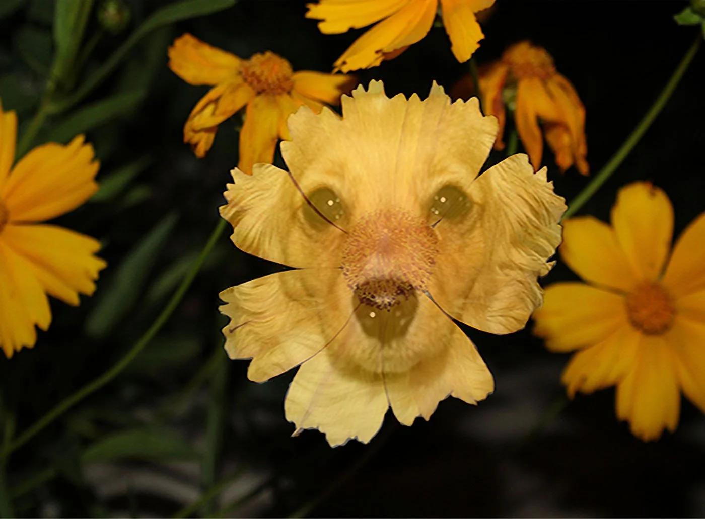 double photo flower.jpg