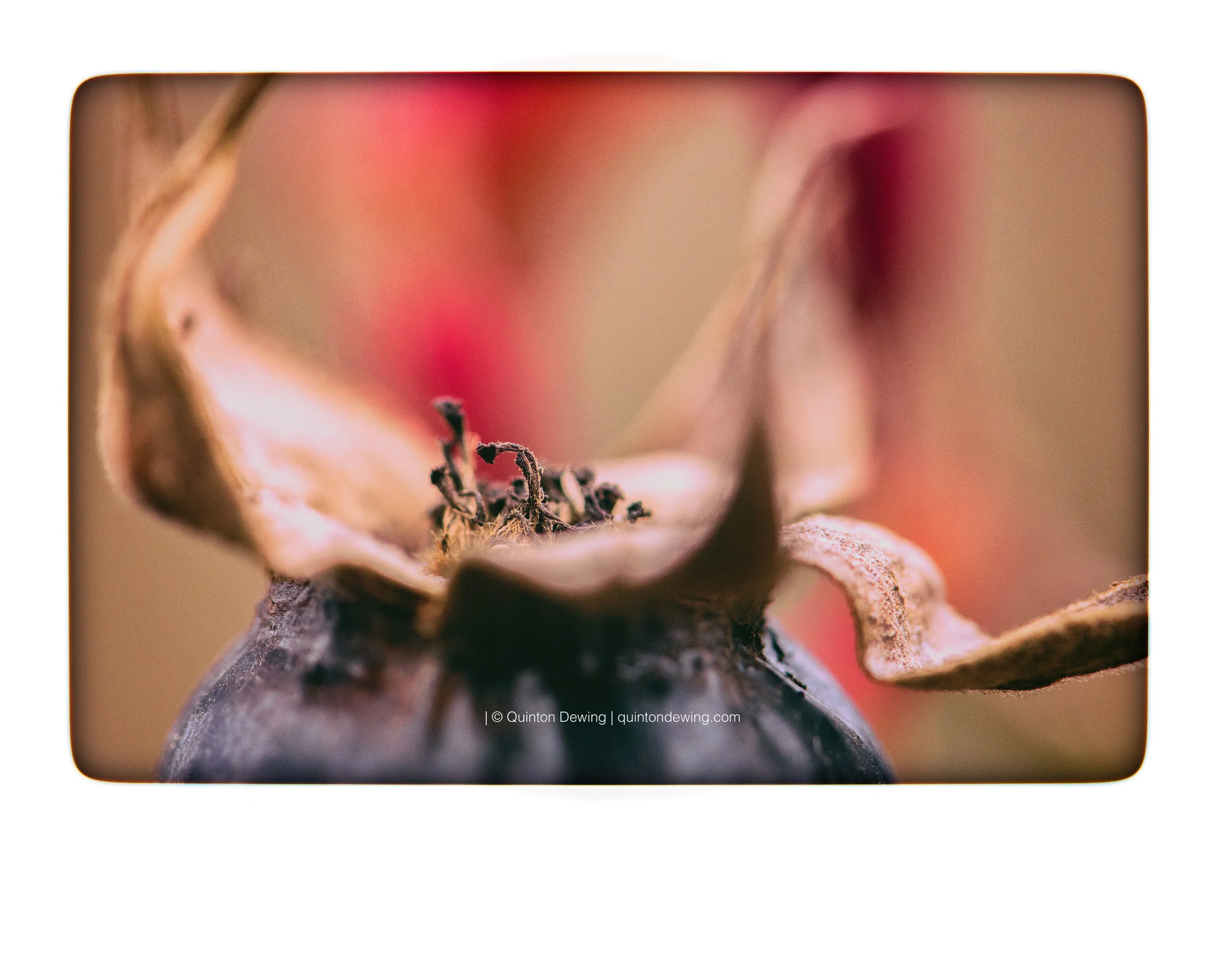 QDP | rose bulb 001.jpg