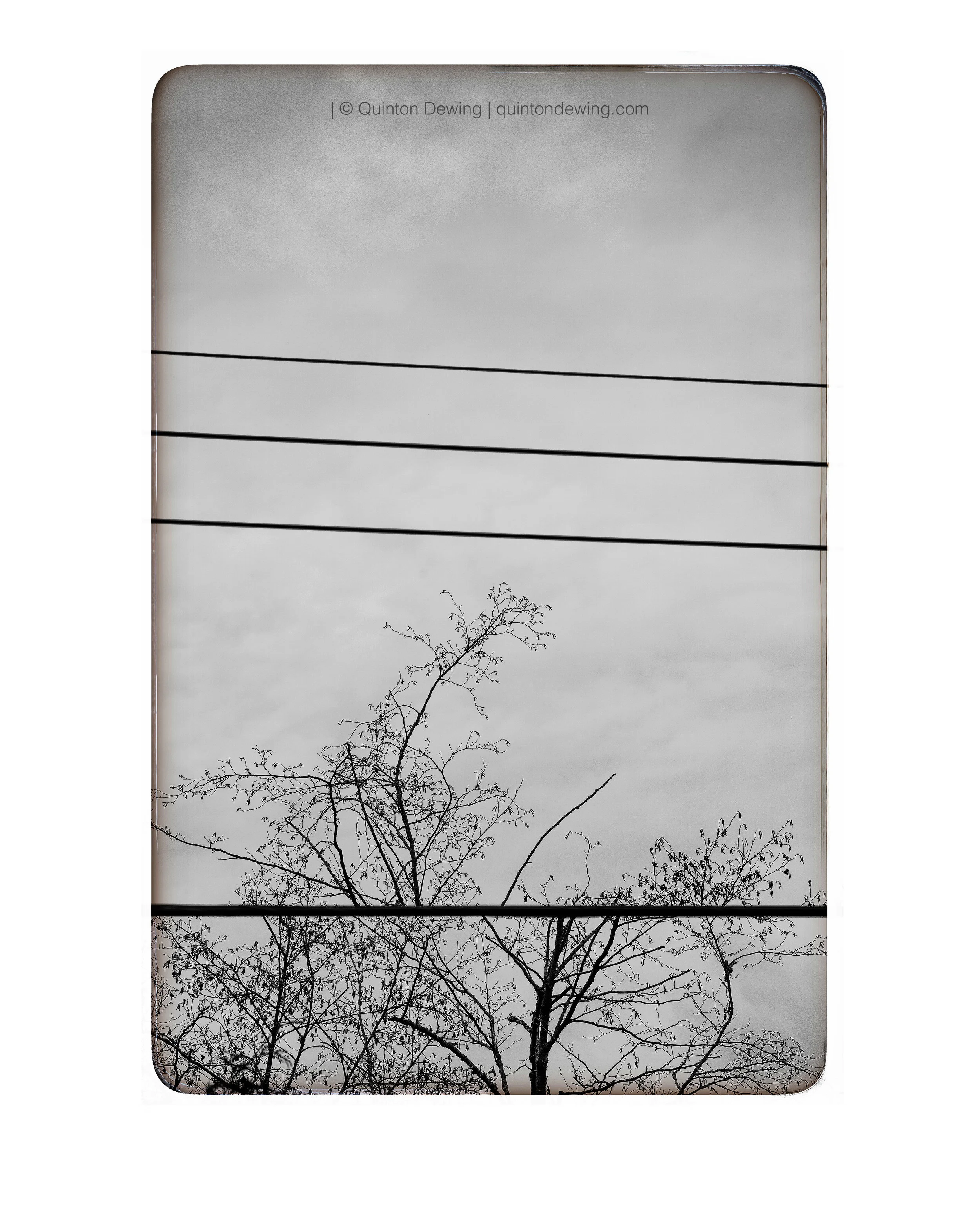 QDP | Powerlines and Trees.jpg