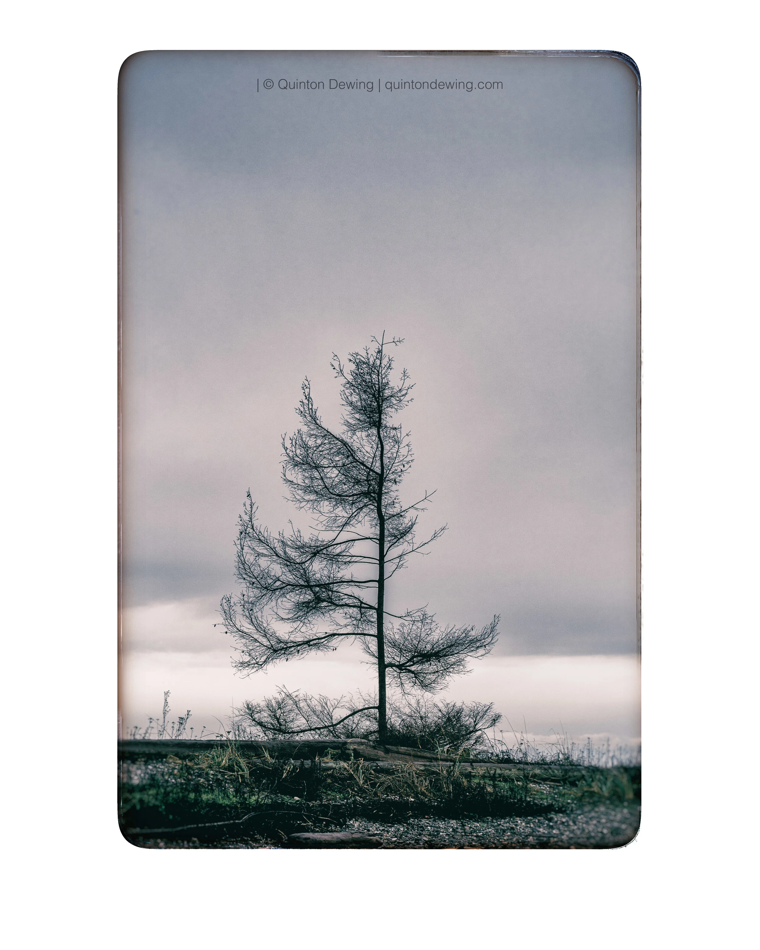 QDP | BC Single tree.jpg