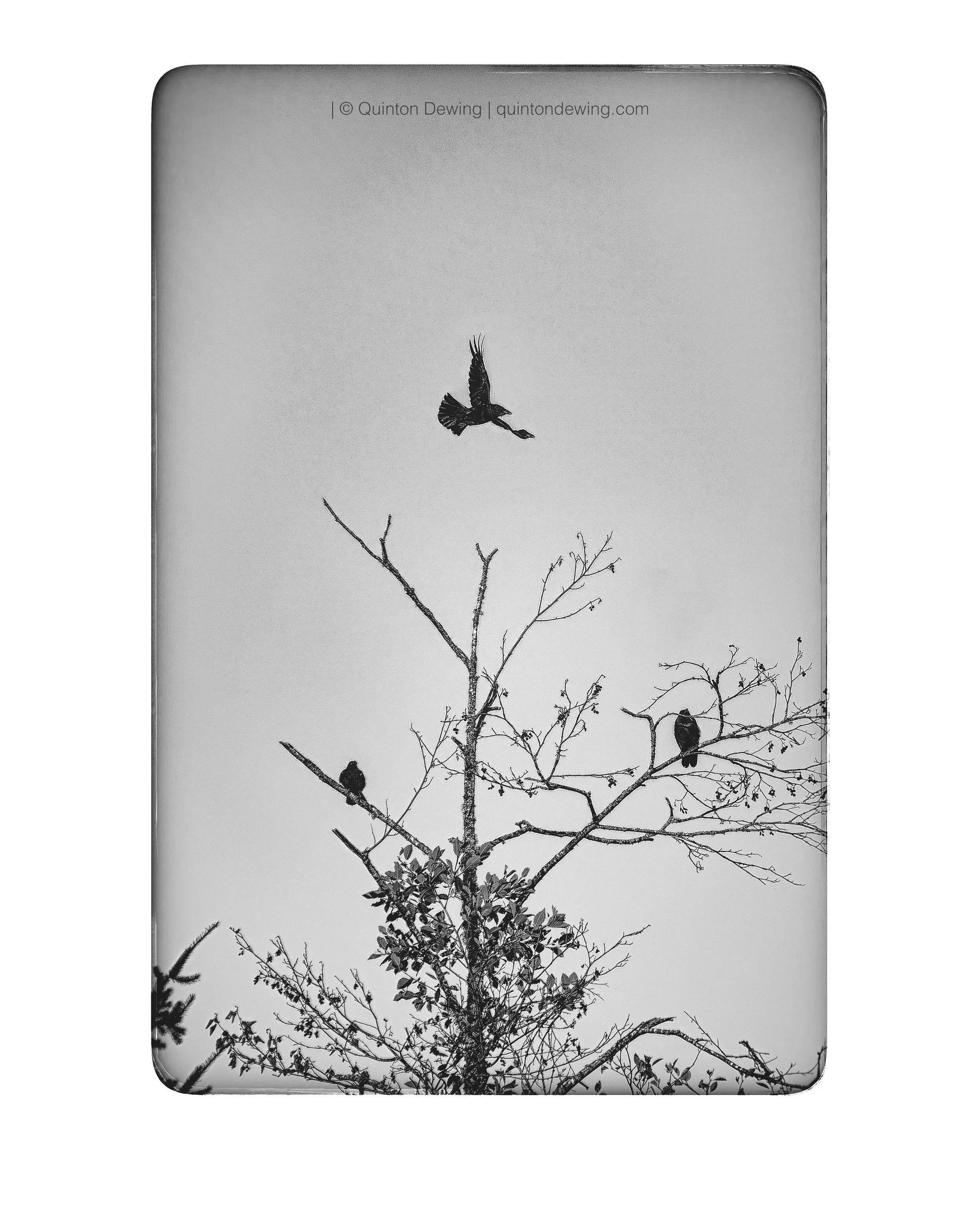 QDP | BC Three Crows 001.jpg