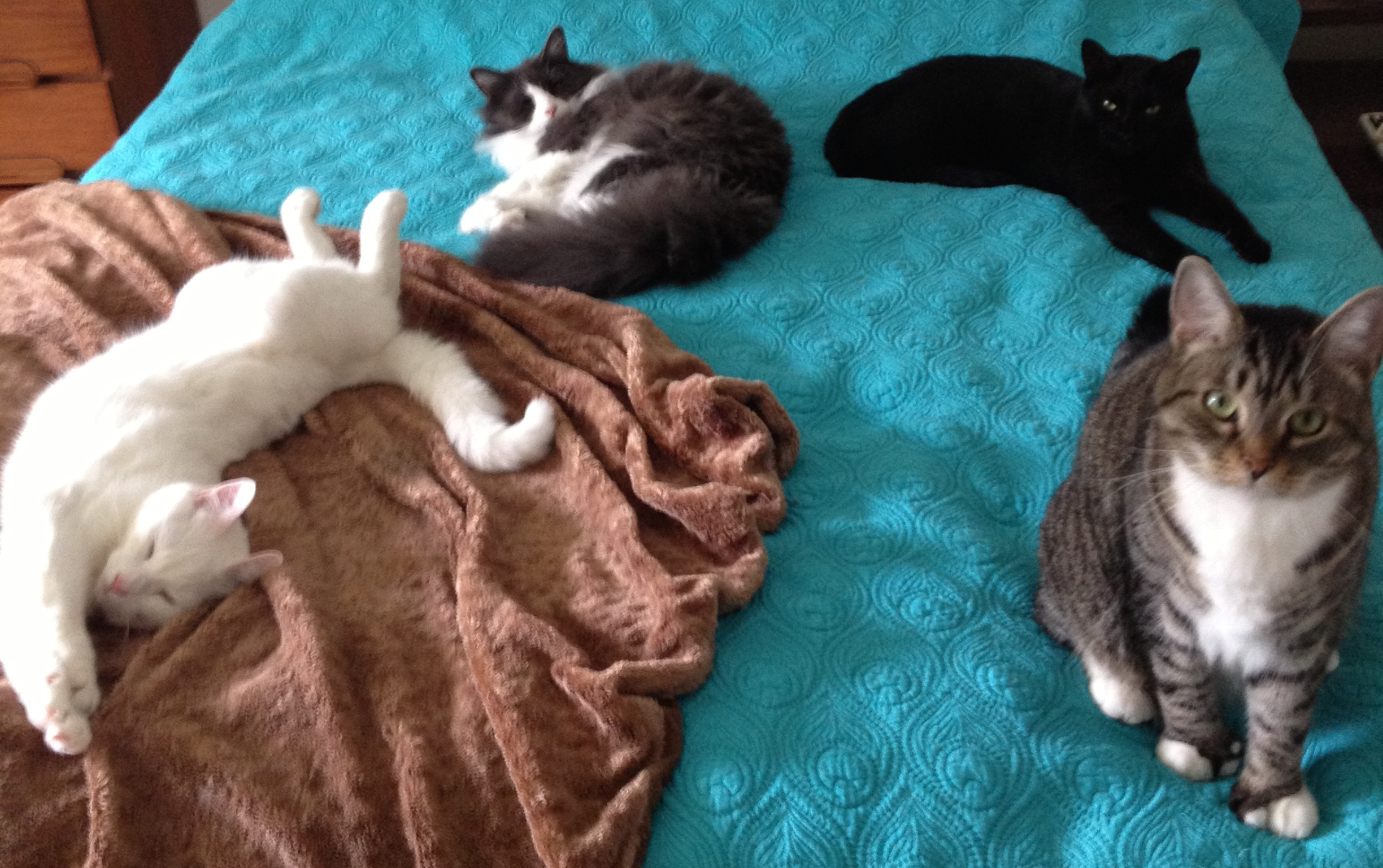 Boo Boo, Monty, Blackstuff & Spitfire on one of the rare occasions we found them hanging out on the same bed.
