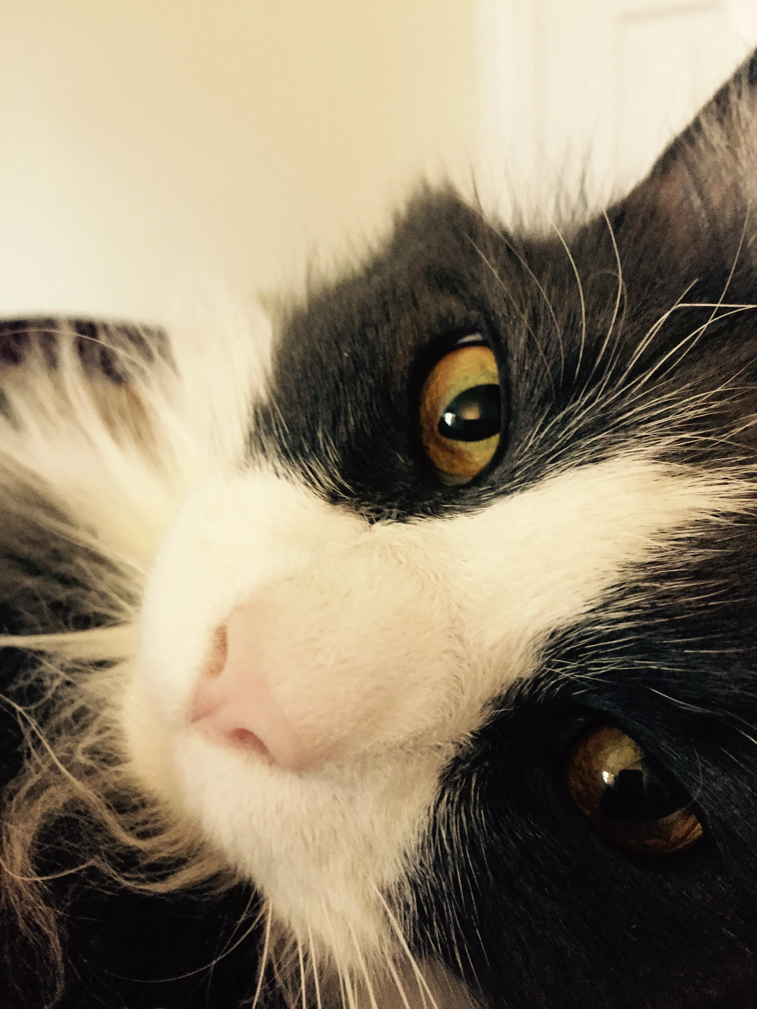Monty (Spokescat)