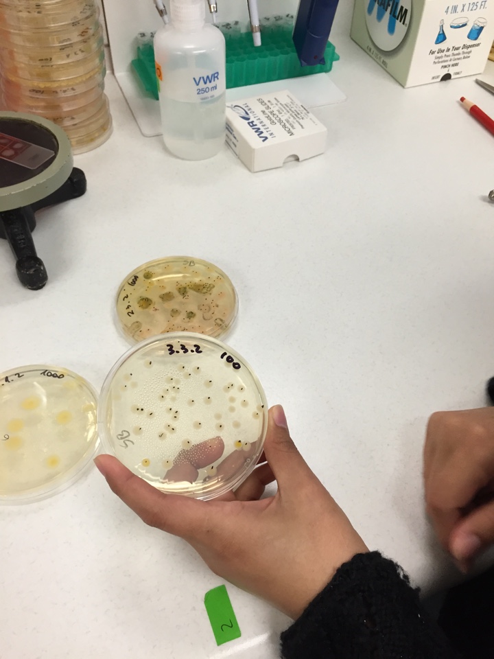 Colonies on the agar are manually counted