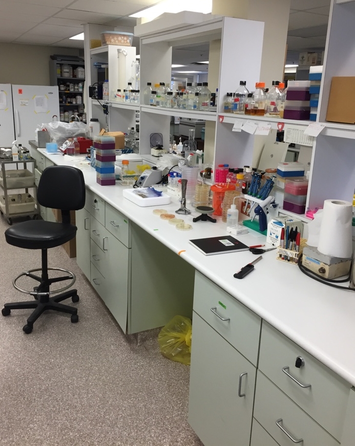 General view of the lab where the experiment was conducted