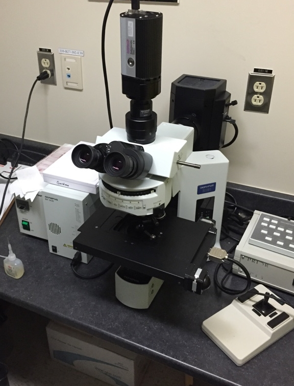 Light microscope used to observe the stained glass microscopy slides