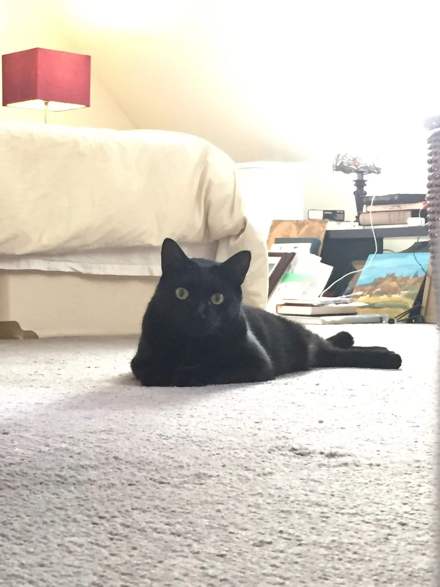 IMG_3620.jpeg