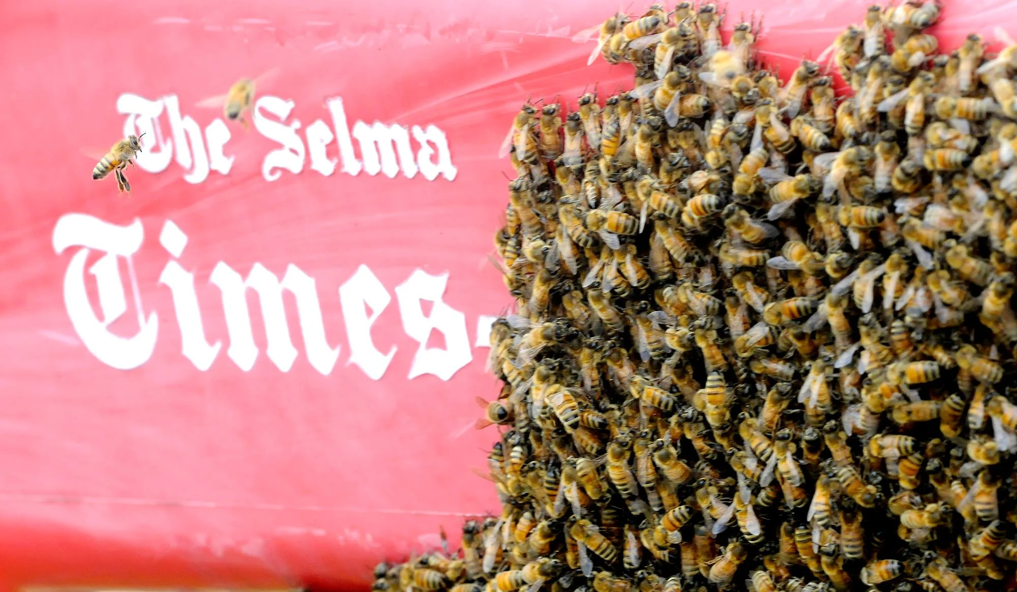 Employees of George’s Paint and Body in Selma arrived at work in April 2014 to find a swarm of bees on the Selma Times-Journal paper box. Employee Eric Mott, who is also a beekeeper, calmly removed the bees and planned was to add them to his collection.