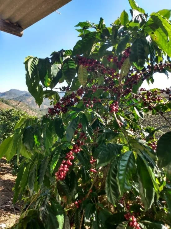 laslajascherries.jpg