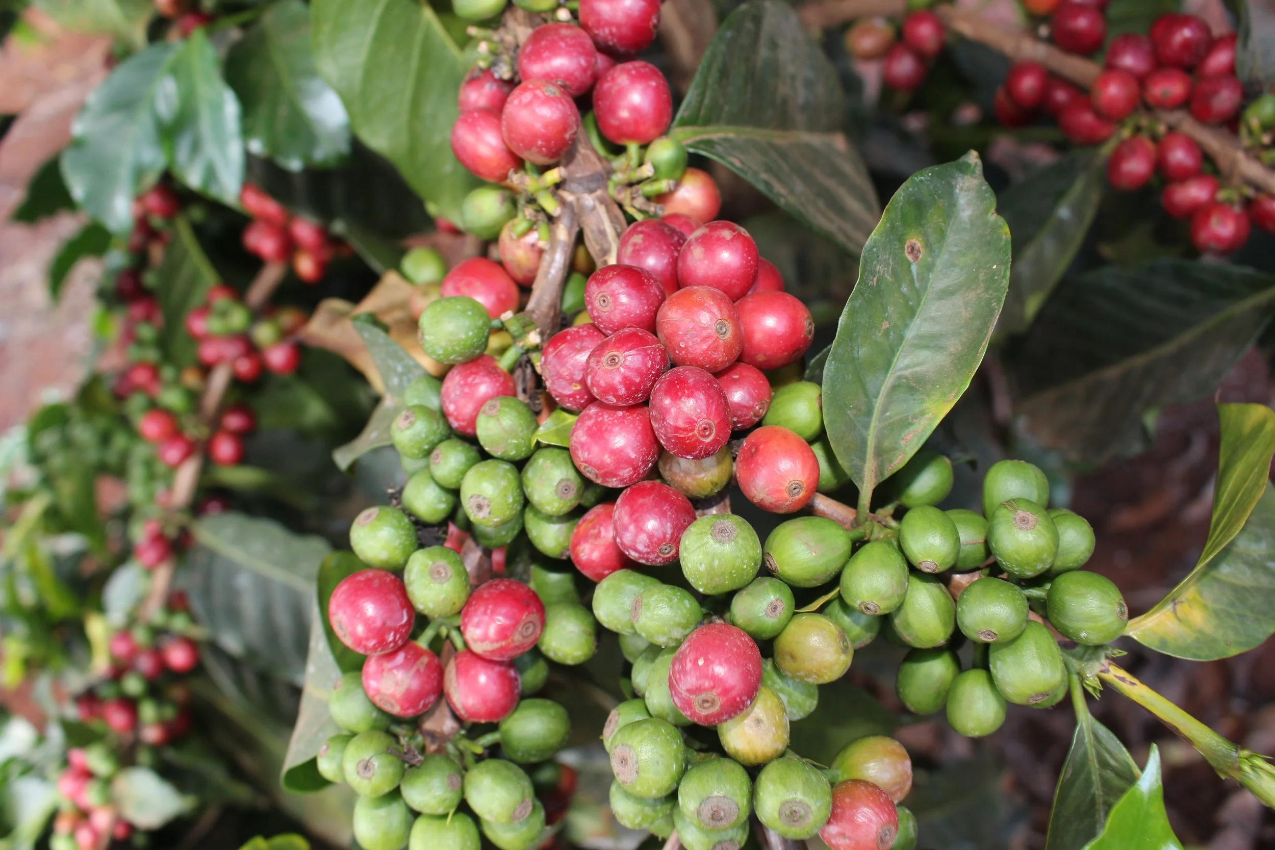 Gathaithi Factory Red berries.jpg