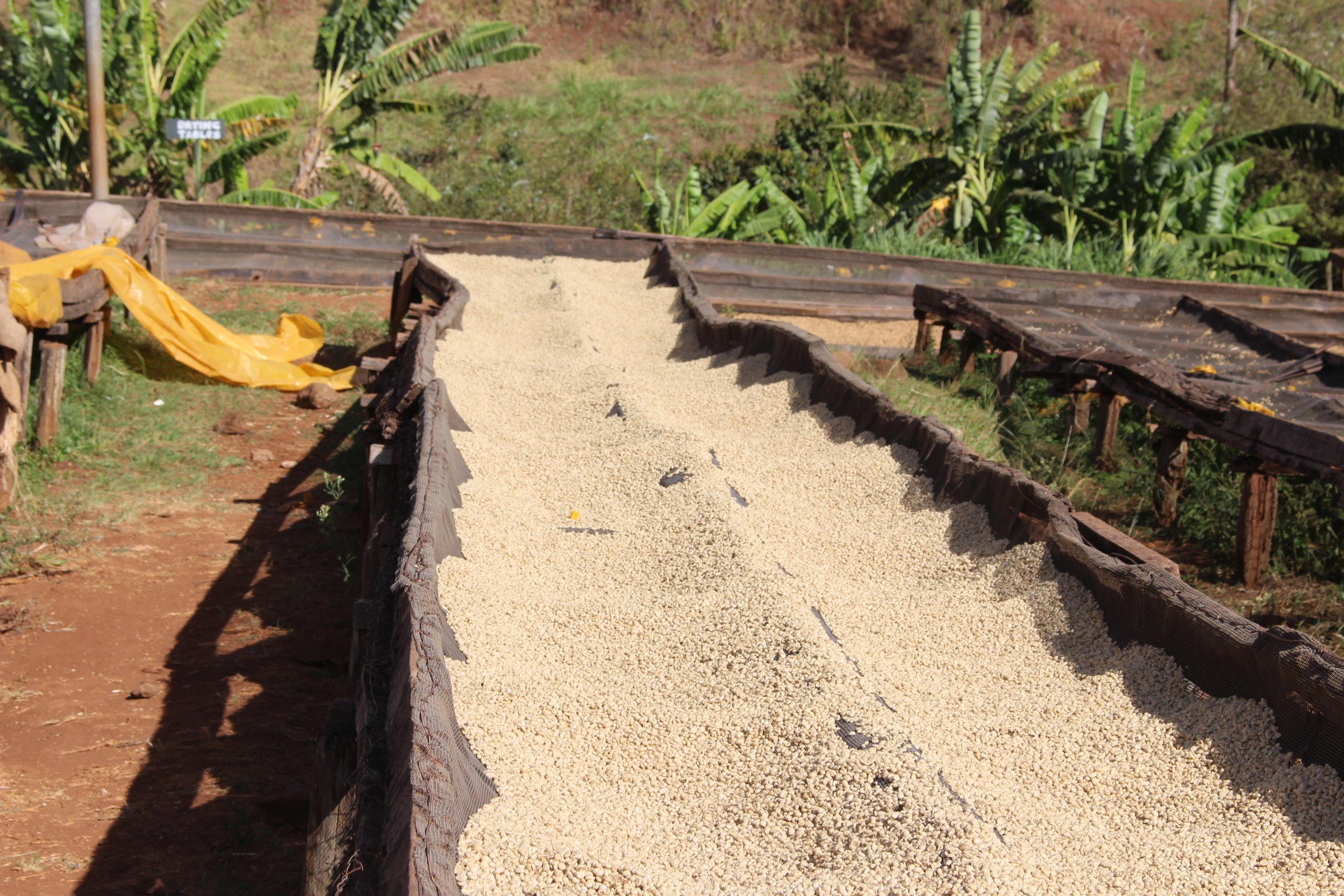 Kagumoini Factory  Drying tables2 13 2 2018.jpg