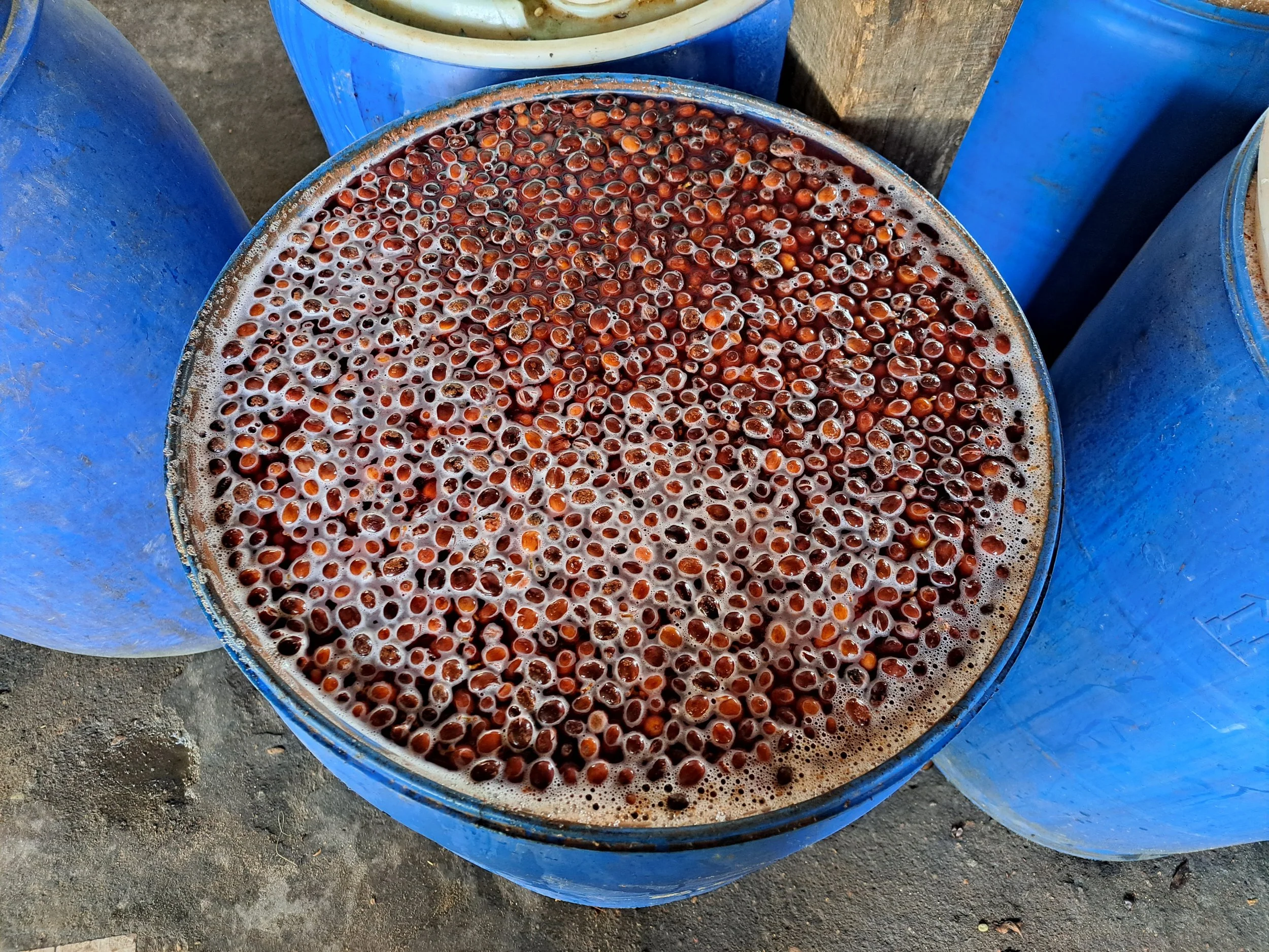 fermentation-20.jpg