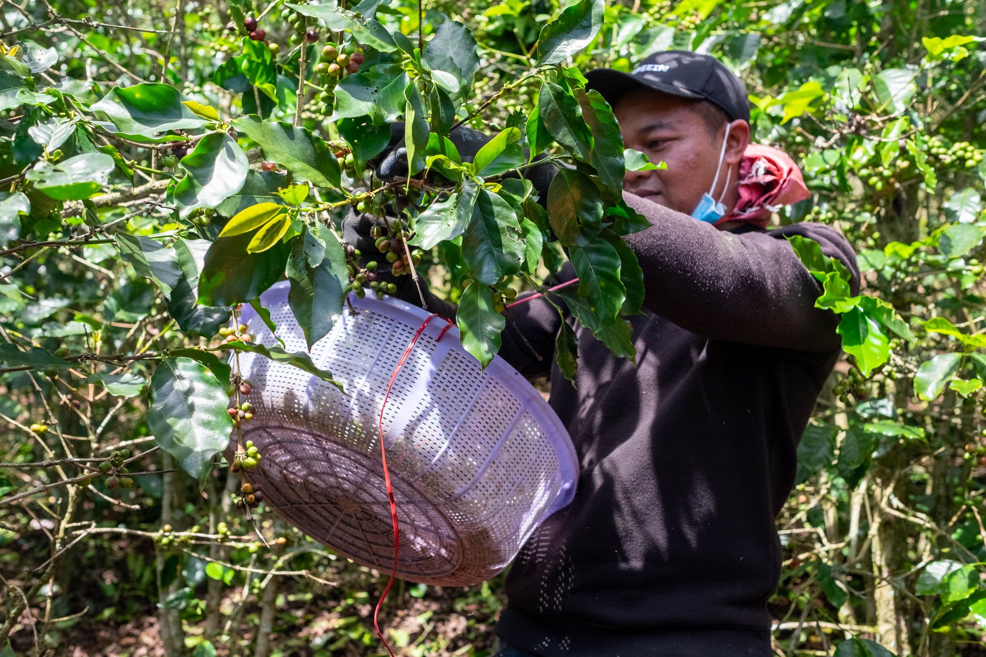 harvesting-11.jpg