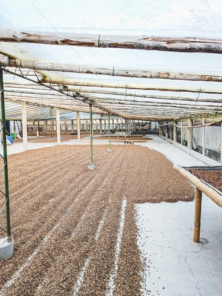 Los Patios Watermelon, Colombia