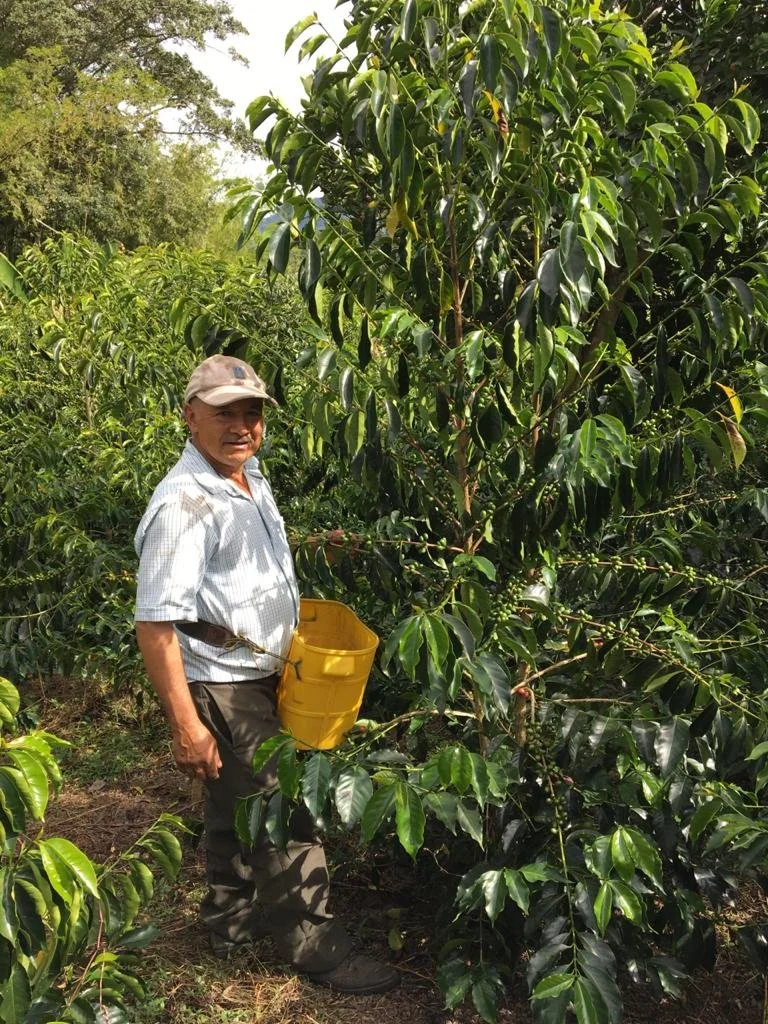 Angel Ortega Gesha Pineapple, Colombia