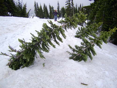 Mt Rainier National Park