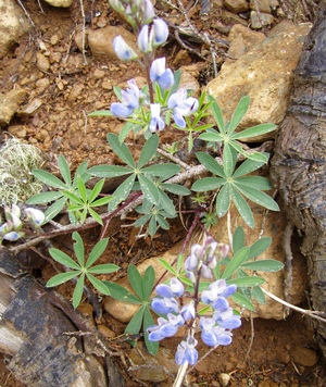 Lupine with Water Drops, Mt Ellinor, Olympic National Forest, Washington State