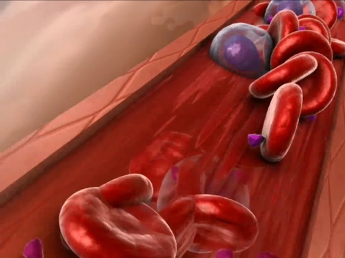 Blood cells in cross section of a blood vessel,  Image from Visible Body A&P app