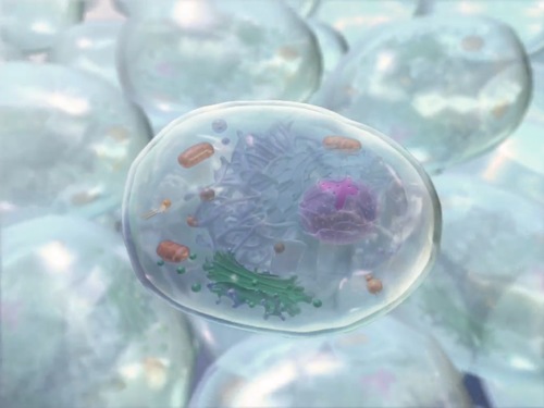 Image of a cell, filled with fluid matrix, Image from Visible Body A&P app