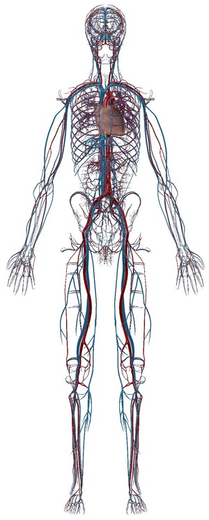 The Circulatory System, arteries, veins & heart,  Image, Visible Body Atlas app