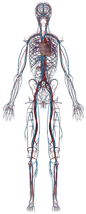 The Circulatory System, arteries, veins & heart, Image, Visible Body Atlas app