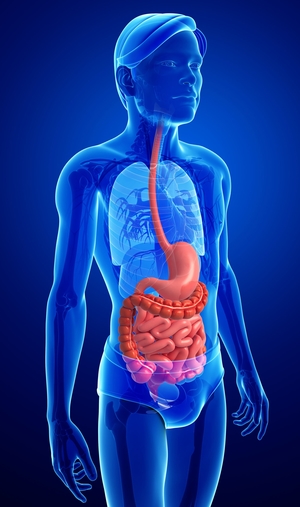 The Digestive System,  Photo: 123rf.com - pixdesign123