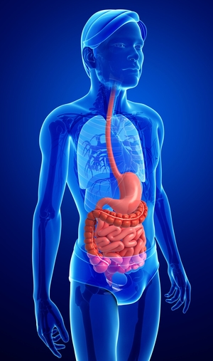 The Digestive System, Photo: 123rf.com - pixdesign123