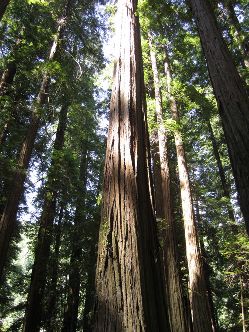 Now THESE are trees!