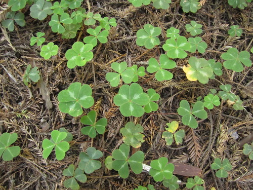 Understory plants in the midst of giants