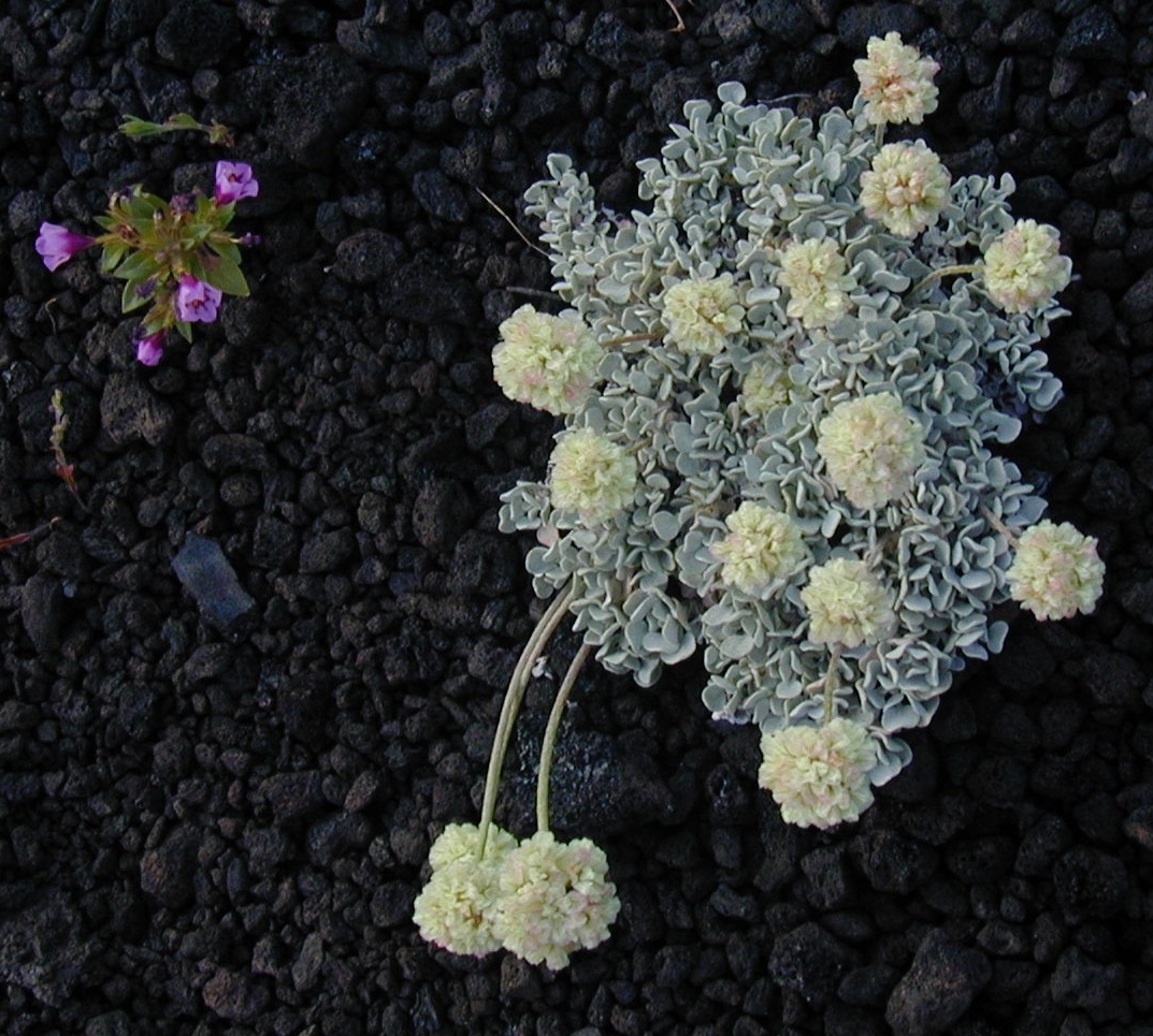 Great & Small, Thriving Despite Adversity. Yellowstone Natl Park, Wyoming, Sandra Lee